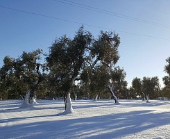 Ulivi di bianco vestiti