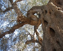 L'altro Salento (a costo e chilometri zero).