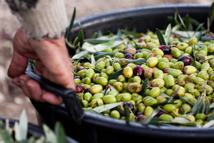 Olive Raccolta